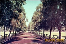 Ośrodek sportowy Acqua Acetosa, aleja eukaliptusowa, Rzym, Włochy