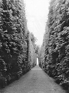 Aleja w parku wilanowskim w Warszawie